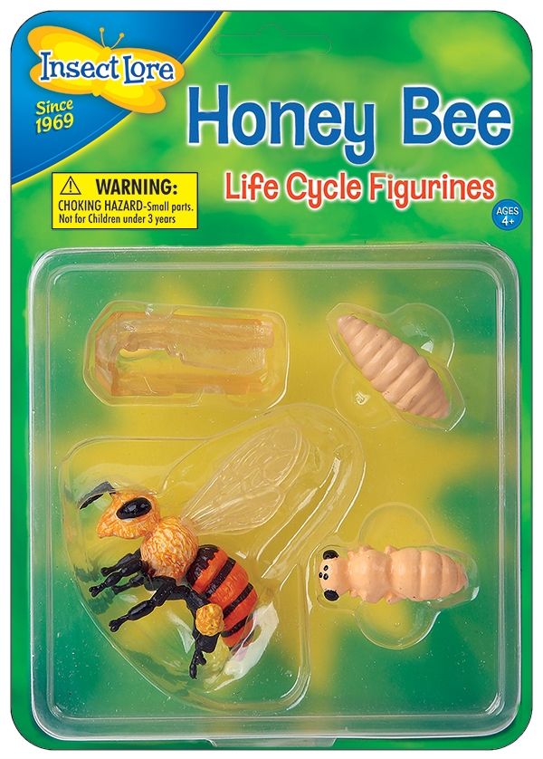 Lifecycle Stages - Honey Bee