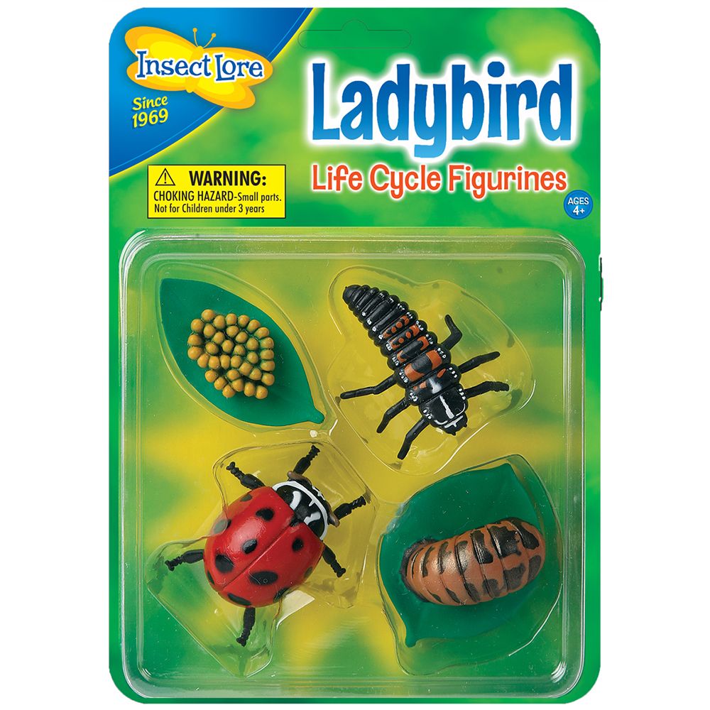 Lifecycle Stages - Ladybird